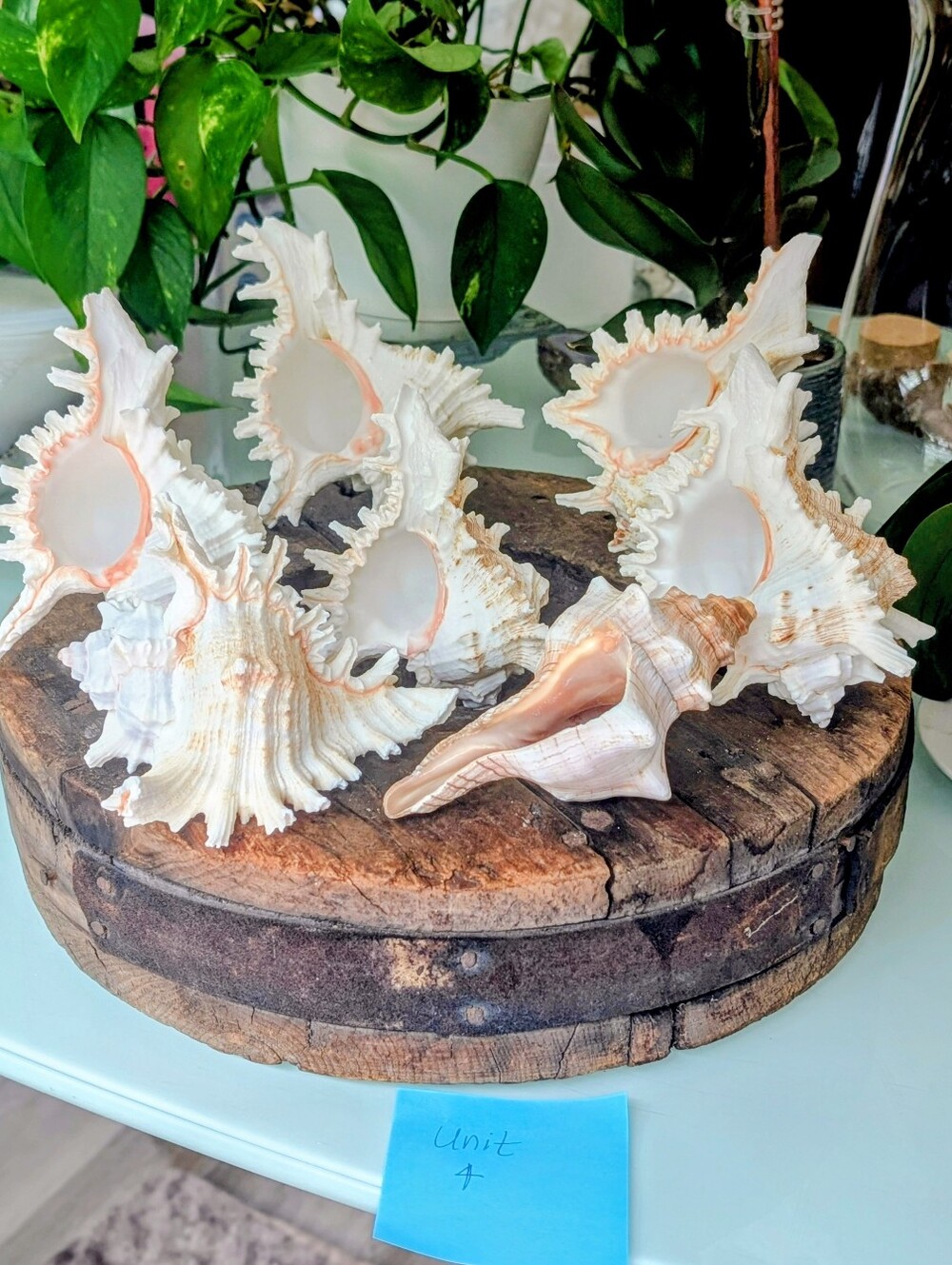 Large Coastal Shell Collecti| 6 Murex Conch | 1 Fox Conch *Read Description 🐚🌿